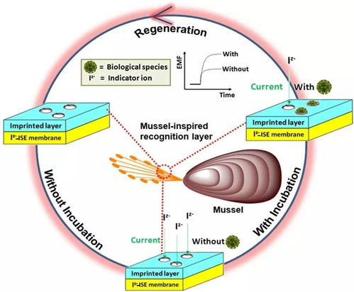海洋貽貝粘蛋白基仿生傳感技術(shù)研究獲進(jìn)展