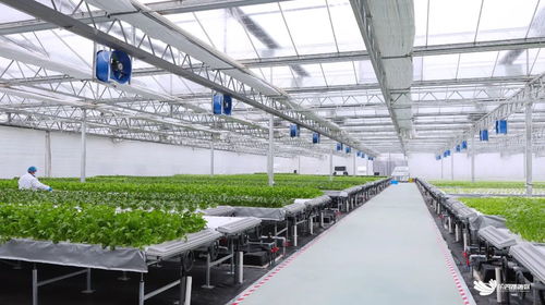 臨空港新聞 臨空港新聞 武漢市東西湖區人民政府 武漢臨空港經濟技術開發區管委會